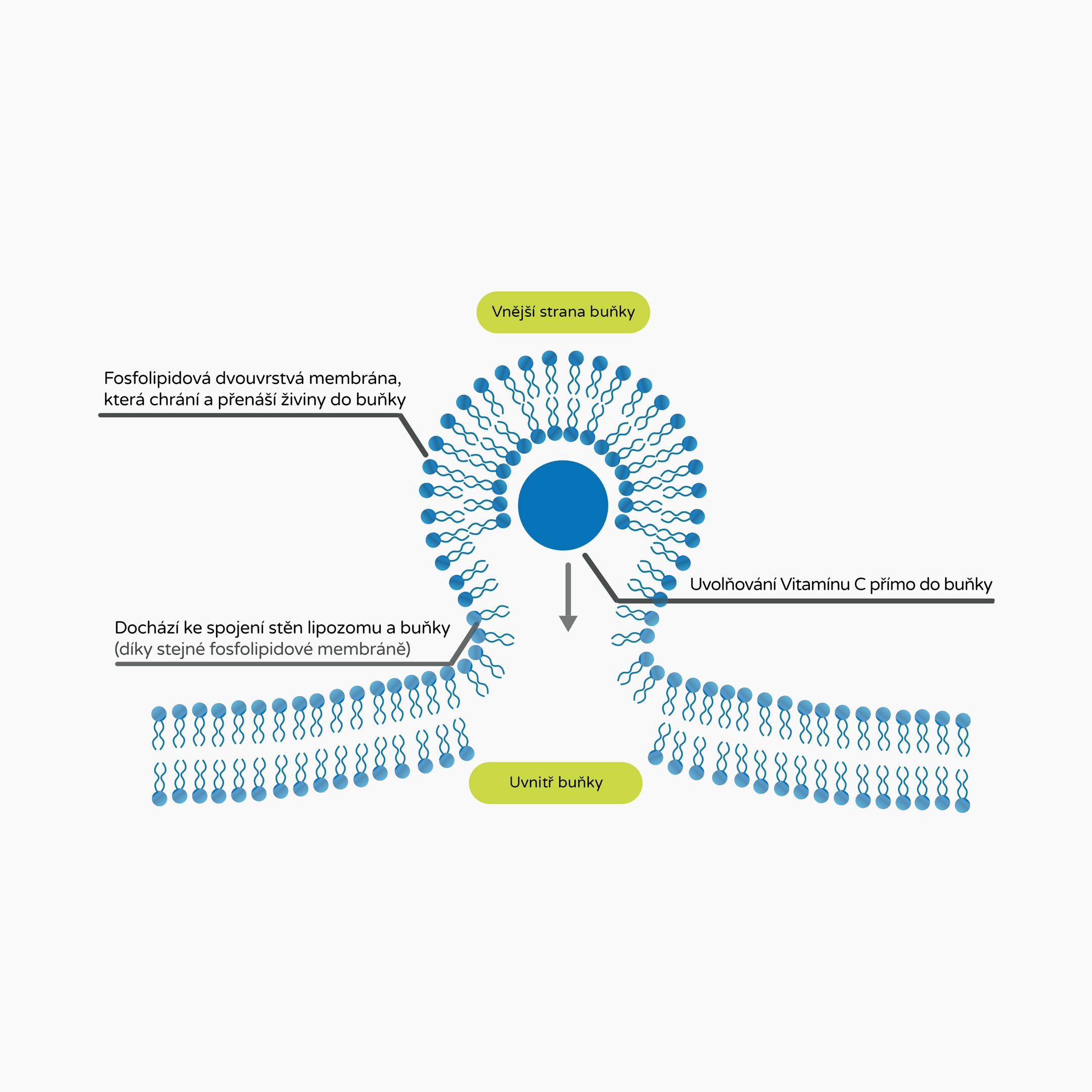 Infografika produktu wzmacniającego odporność